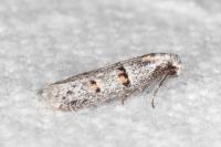 Symmocoides oxybiella