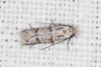 Symmocoides oxybiella
