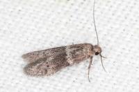 Hypatopa segnella