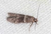 Hypatopa segnella