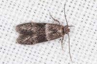 Hypatopa segnella