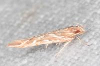Pyroderces argyrogrammos