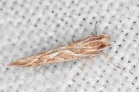 Pyroderces argyrogrammos