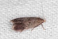 Anacampsis hirsutella