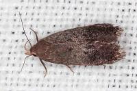 Anacampsis hirsutella