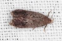 Anacampsis hirsutella