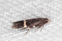 Aproaerema cinctella