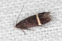 Aproaerema cinctella