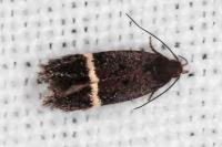 Aproaerema cinctella