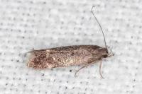 Aproaerema