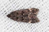 Dichomeris alacella