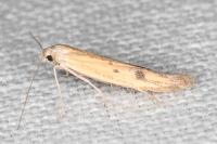 Epidola stigma