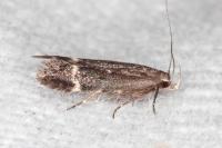 Iwaruna biguttella