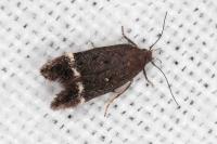 Iwaruna biguttella