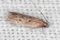 Stomopteryx