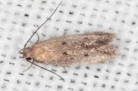 Stomopteryx