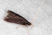 Homaloxestis briantiella