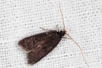 Homaloxestis briantiella