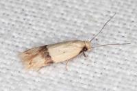 Odites kollarella