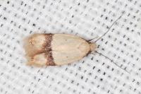 Odites kollarella