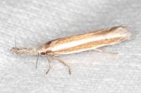 Pleurota aristella