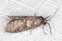 Penestoglossa dardoinella