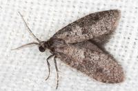 Penestoglossa dardoinella