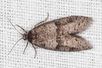 Penestoglossa dardoinella