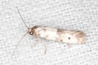 Enolmis acanthella