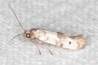 Enolmis acanthella