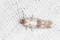 Enolmis acanthella