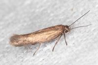 Scythris