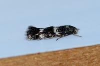 Elachista consortella