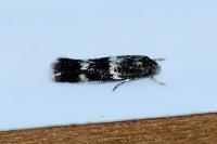 Elachista consortella