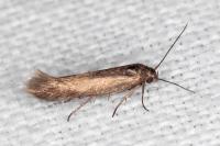 Scythris terrenella