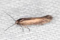 Scythris terrenella