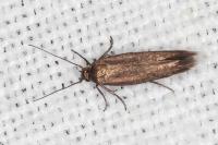 Scythris terrenella
