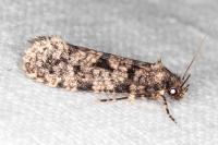 Morophaga morella