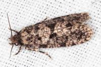 Morophaga morella