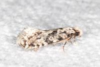 Nemapogon agenjoi