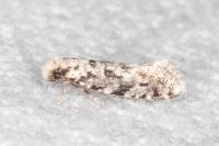 Nemapogon agenjoi