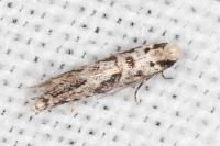 Nemapogon agenjoi