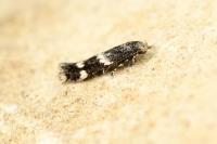 Elachista consortella
