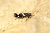 Elachista consortella