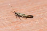 Coleophora alcyonipennella