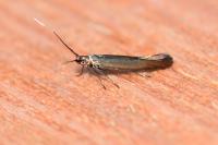 Coleophora alcyonipennella