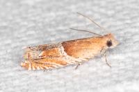 Ancylis obtusana