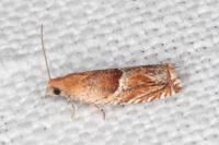 Ancylis obtusana