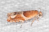 Ancylis obtusana