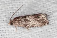 Cydia fagiglandana